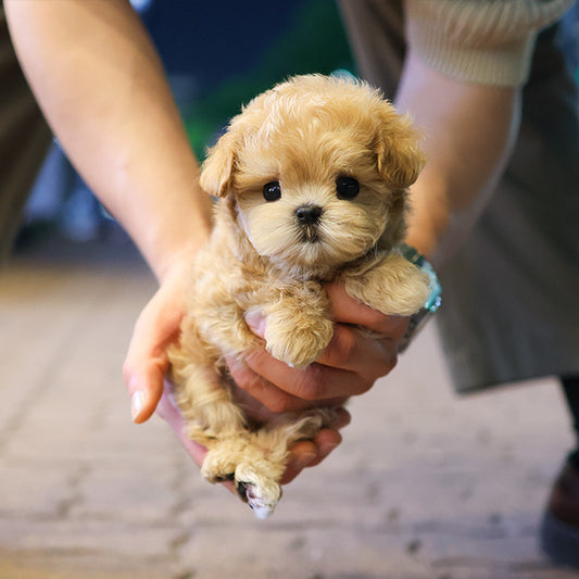 Maltipoo - Yeonyu (Female)