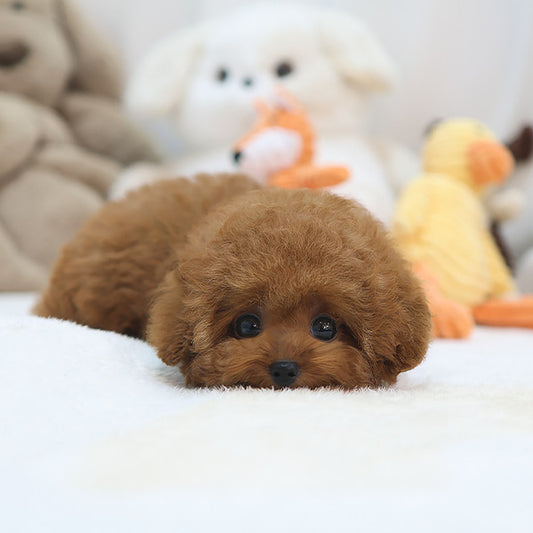 Poodle - Kungji (Male)