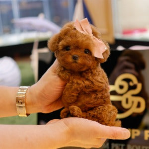 Poodle - Siwon (Female)