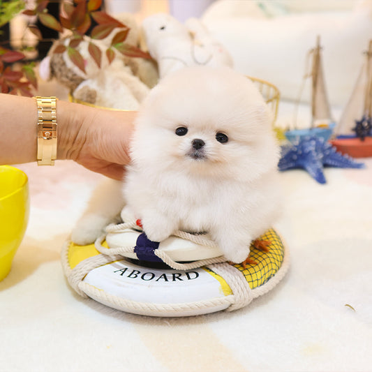 Pomeranian - Pika (Female)