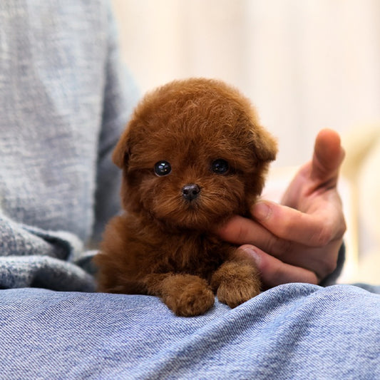 Poodle - Jjahi (Male) $5000