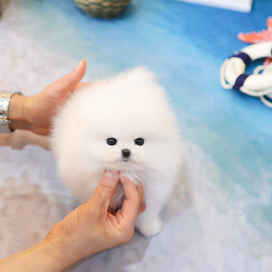 Pomeranian - Mojji (Male)