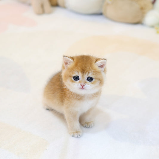 British shorthair - Ppippo (Female)