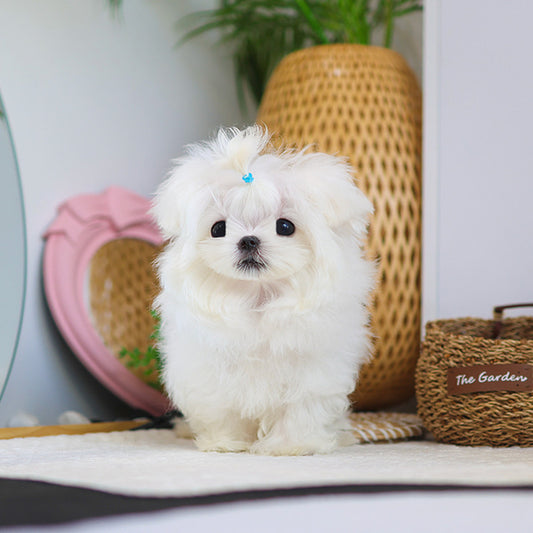 Maltese - Bono (Male)