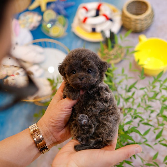 Maltipoo - Beulbi (Male)