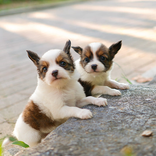 Papillon - Chiyo (Female)