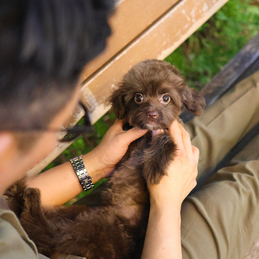 Maltipoo - Rona (Male)