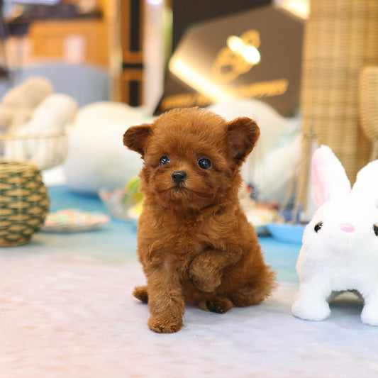 Poodle - Rini (Female)
