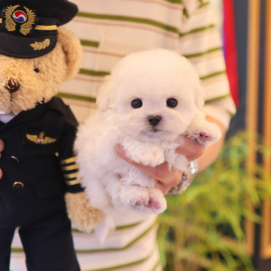Bichonfrise - Puri (Male)