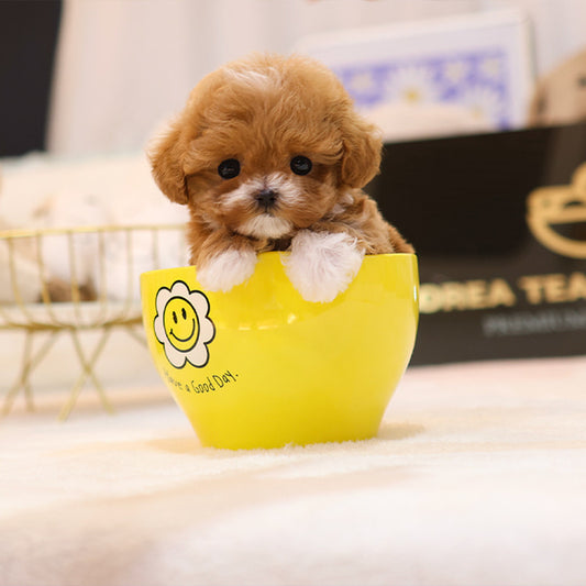 Maltipoo - Pupu (Female)