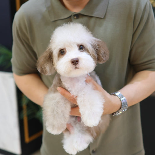 Poodle - Macao (Male)