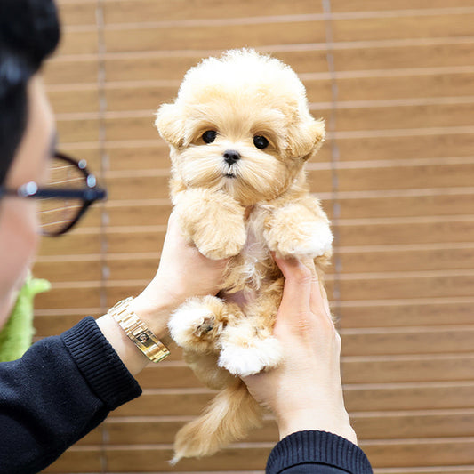 Maltipoo - Yaho (Male)
