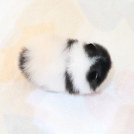 Pomeranian - Wuyu (Male)