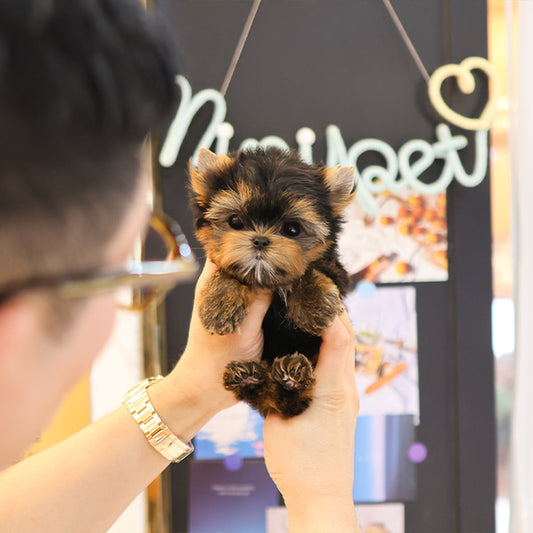 Yorkshire Terrier - Susu (Male)