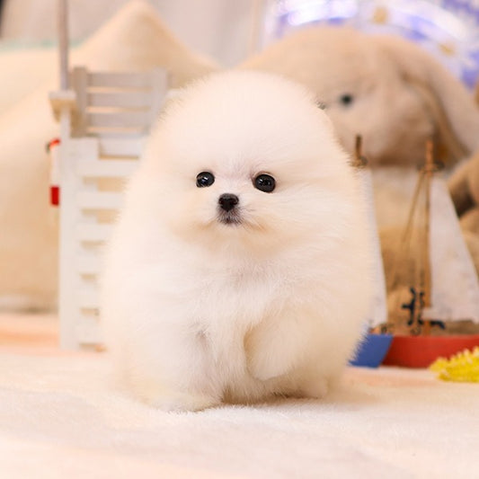 Pomeranian - Kotin (Female)