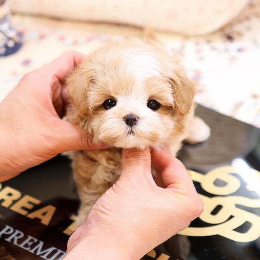 Maltipoo - Dian (Female)