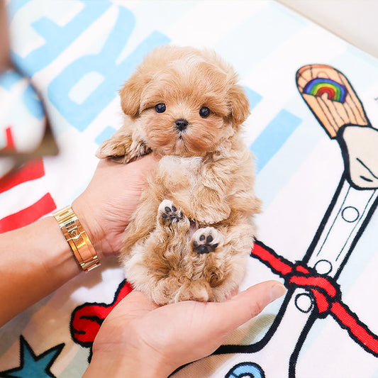 Maltipoo - Dongjoo (Male)