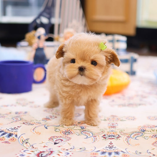 Maltipoo - Jinu (Male)