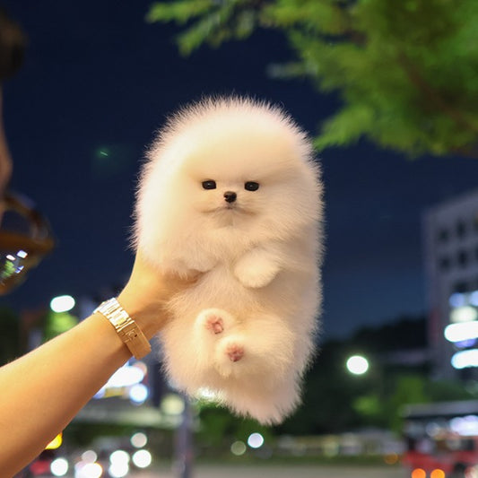 Pomeranian - Tina (Male)