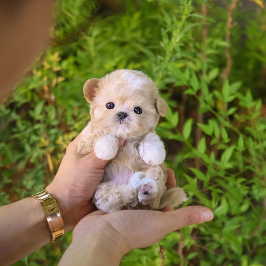 Maltipoo - Dico (Female)