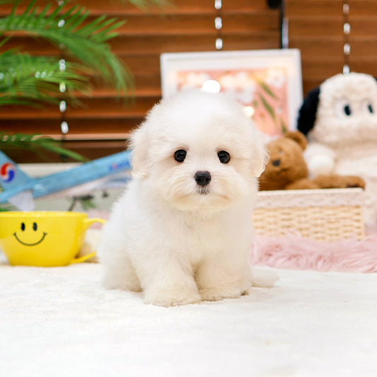 Coton de Tulear - Akeu (Male)