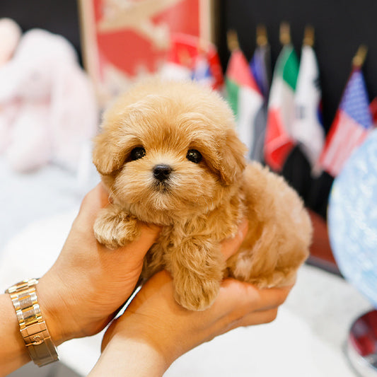 Maltipoo - Taksu (Male)