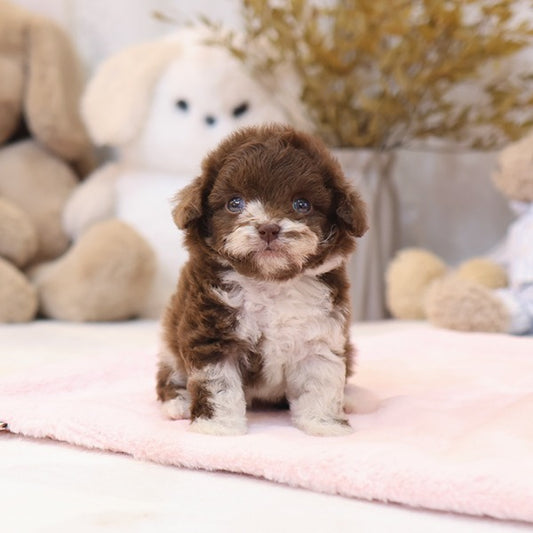 Poodle - Chori (Male)