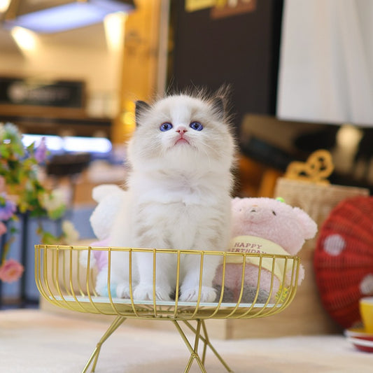 Ragdoll - Nara (Male)