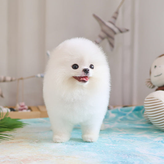 Pomeranian - Haon (Male)