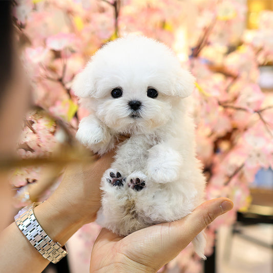Bichon Frise - Sommung (Female)