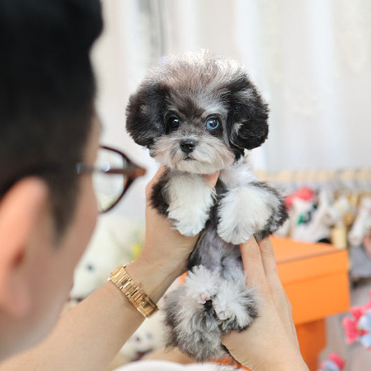 Poodle - Ppangyi (Female) $2200