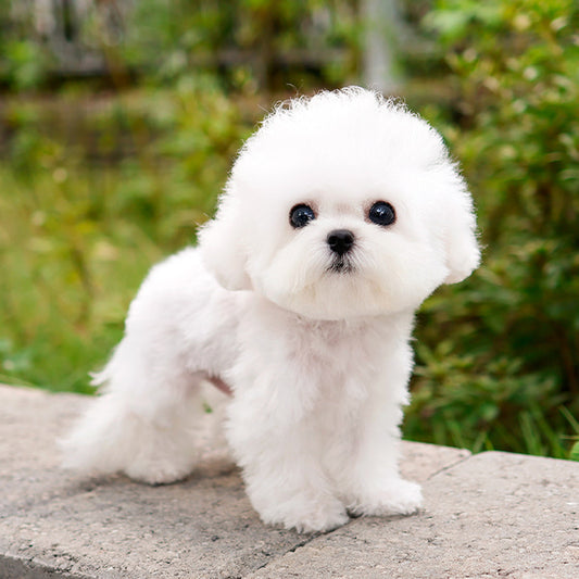 Bichon Frise - Tipi (Male)