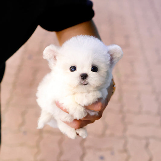 Bichon Frise - Jjiljjil (Male)