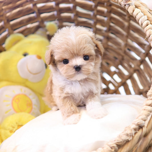 Maltipoo - Kkoming (Male)
