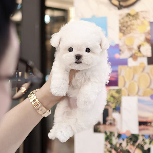 Bichon Frise - Chapssal (Female)