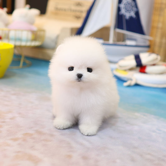 Pomeranian - Lumi (Female) $2800
