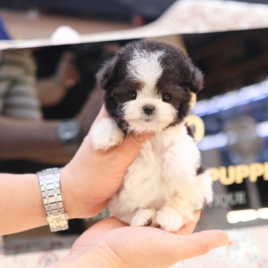 Poodle - Qua (Female)
