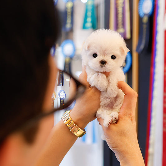 Maltese - Chocho (Female)