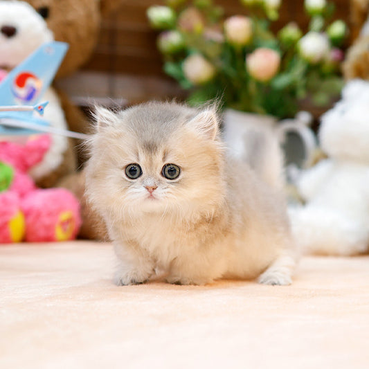 Munchkin - Konchip (Female)