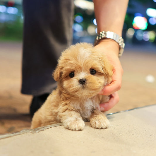 Maltipoo - Toffee (Male)