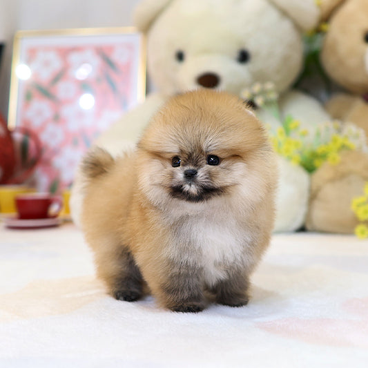 Pomeranian - Gimchi (Female)