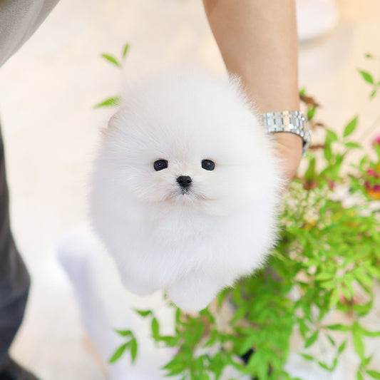 Pomeranian - Sugar (Male)