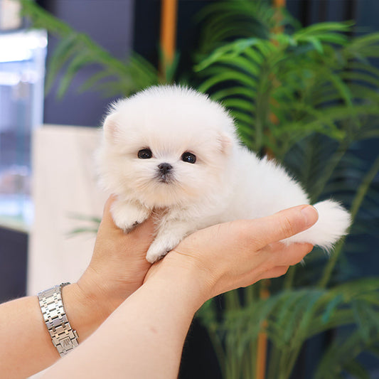 Maltese - Kobi (Male)