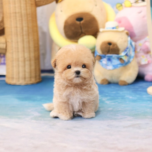 Maltipoo - Kkuyam(Female)