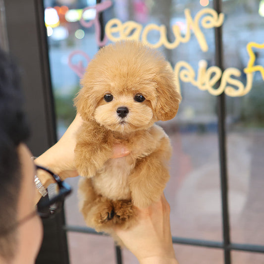 Maltipoo - Ppoppi (Female)