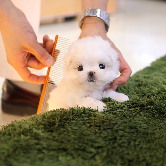 Maltese - Kkuri (Female)