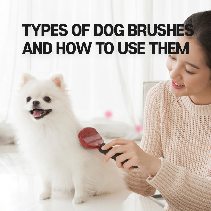 Types of cat brushes and How to use them