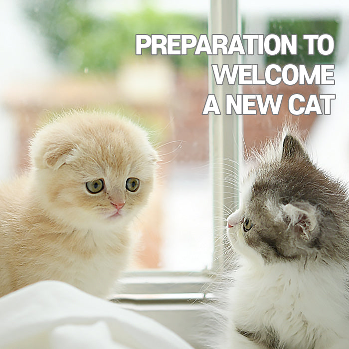 Preparation to welcome a new cat