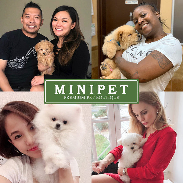 MINIPET Expands Overseas Pet Sales Business to US, Europe, and Southeast Asia