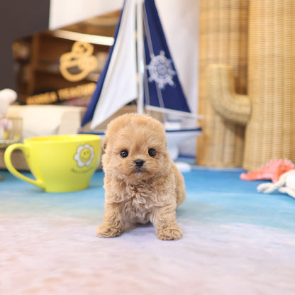 Maltipoo - Kkuang (Female)